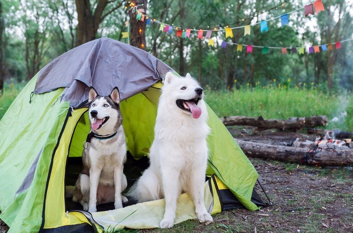 10 THINGS FOR CAMPING WITH DOGS
