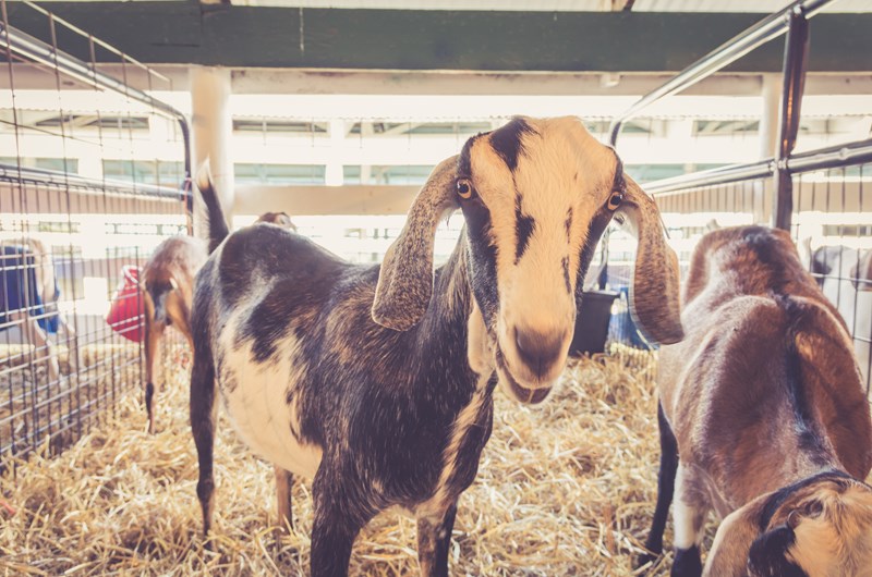 Montgomery County Fair Photo