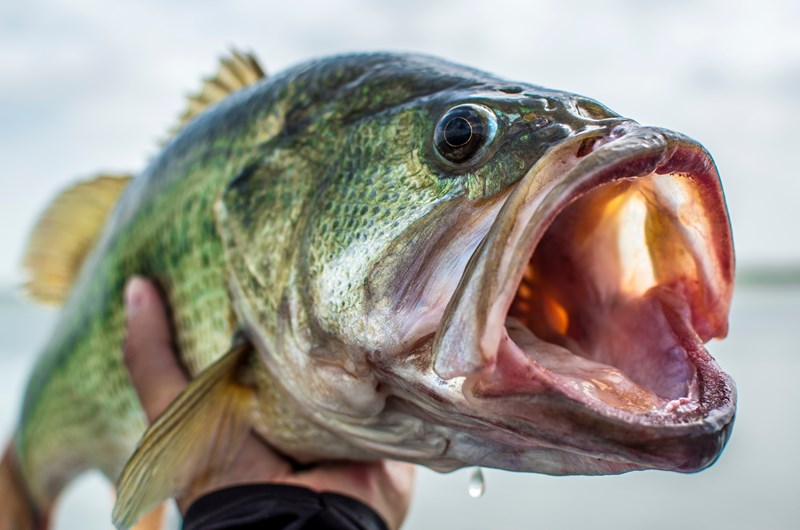 Conroe Big Bass Classic Photo