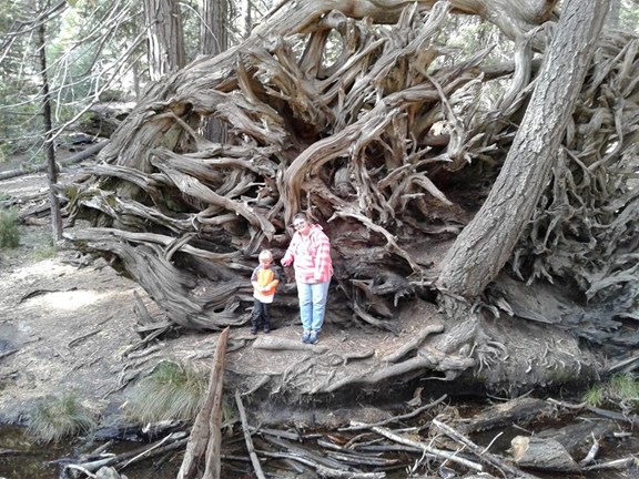 Trail of 100 Giants (Redwoods)