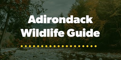 Adirondack Wildlife Guide