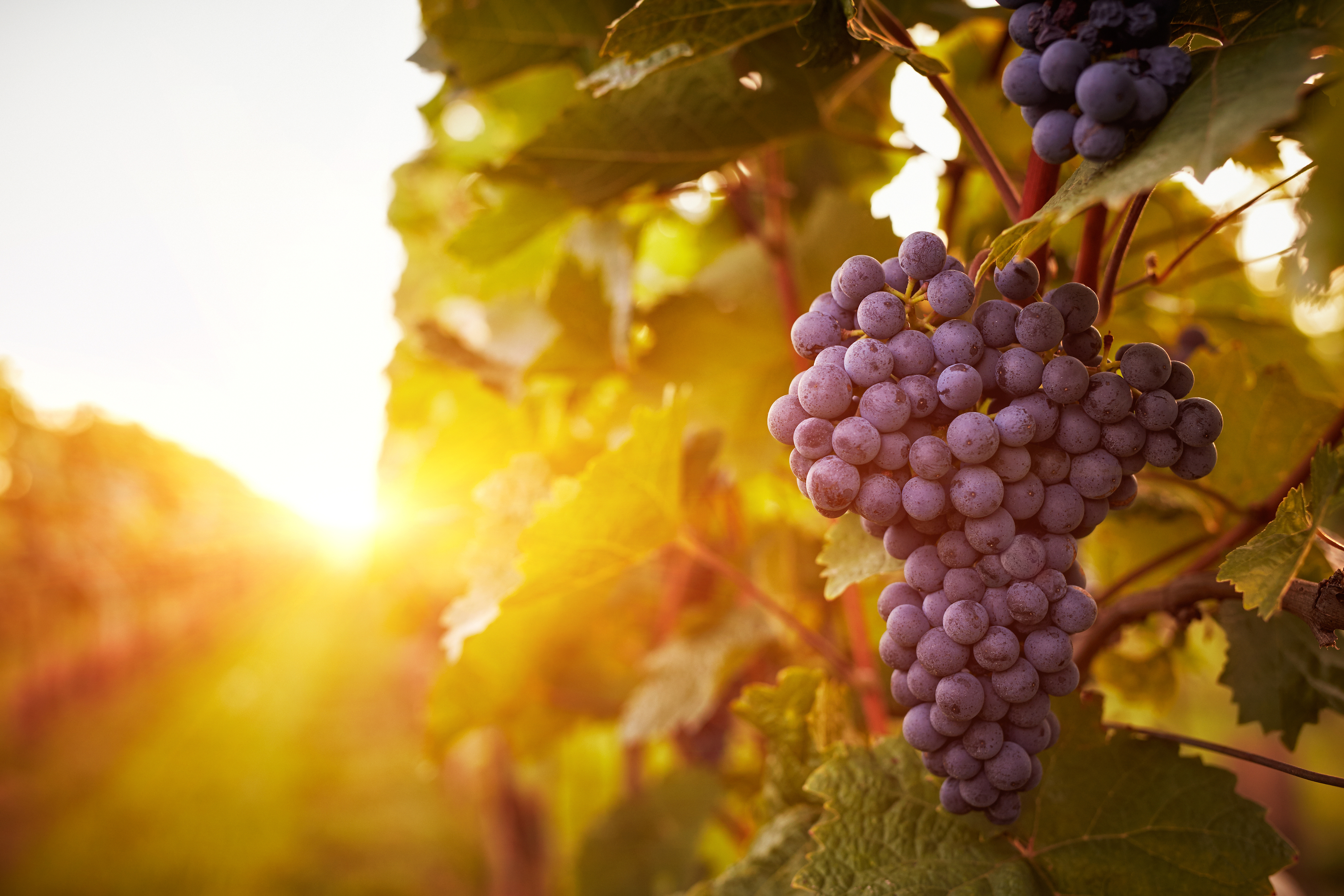 2026 Harvest Wine & Music Festival Photo