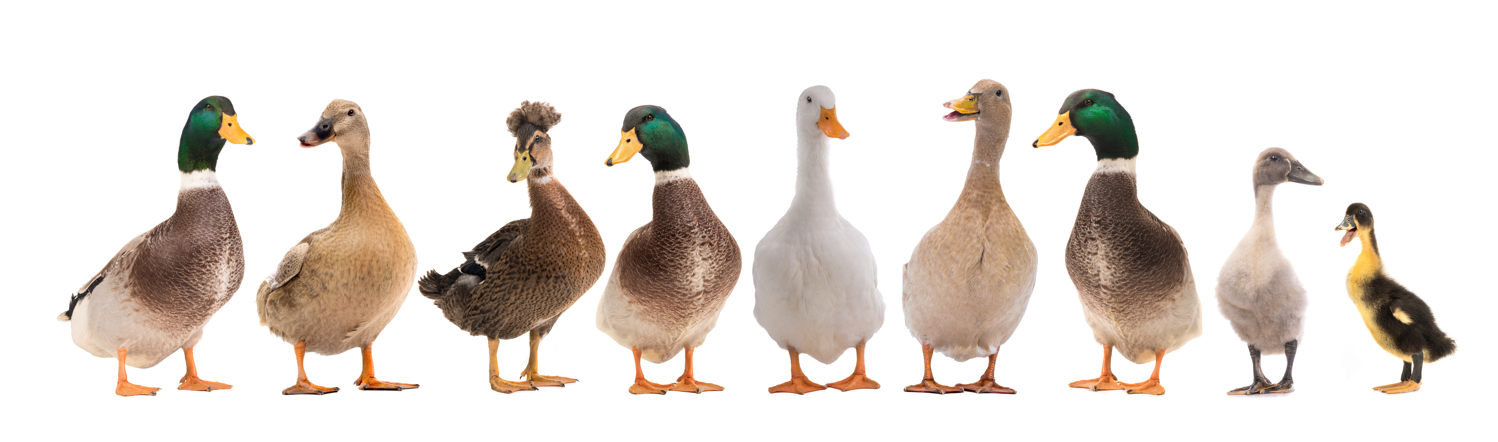 Deming Great American Duck Race Photo