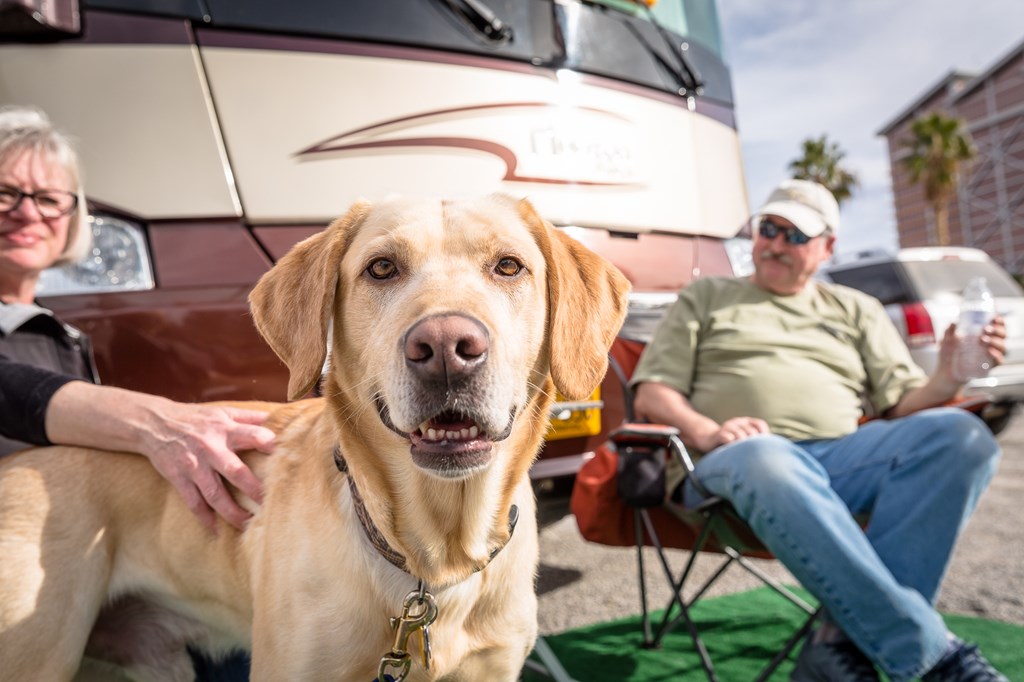 The Best Pet-Friendly Places in Las Vegas