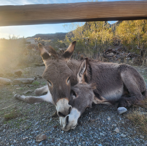 Oatman, AZ.