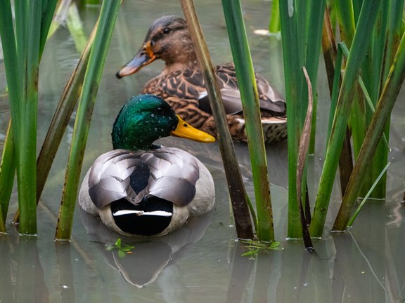 Elizabeth Hall Wetlands