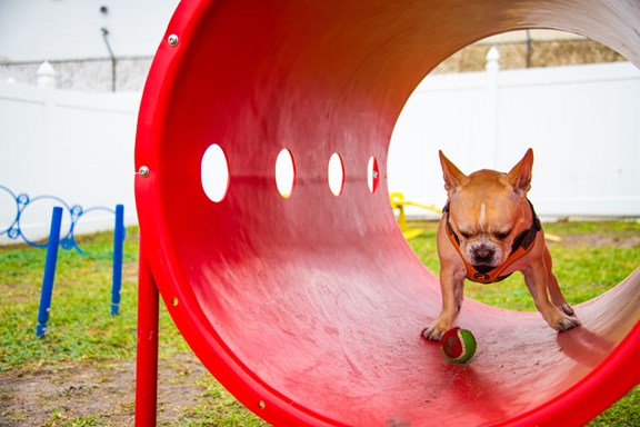 Alps Bark Park - Caters to the needs of your Furry Companions while you explore the area!