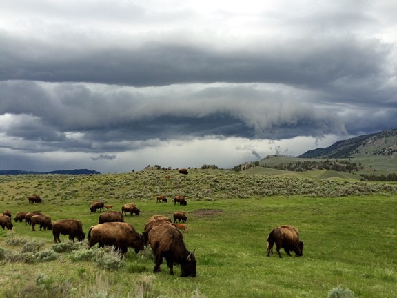 Yellowstone National Park