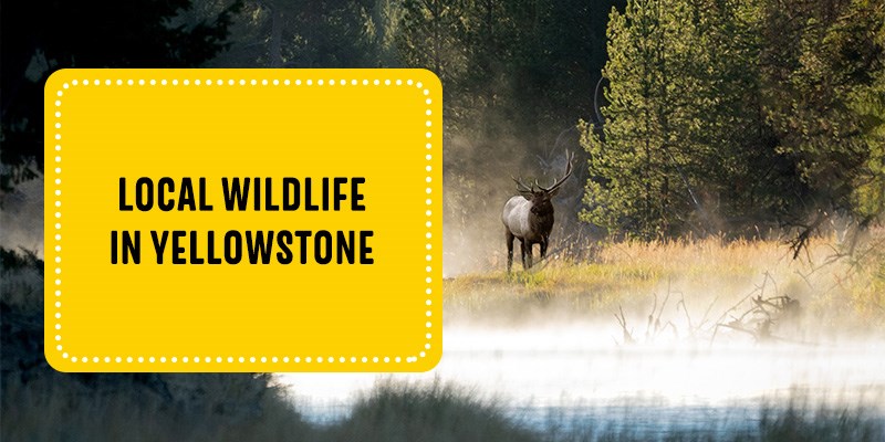 Local Wildlife in Yellowstone