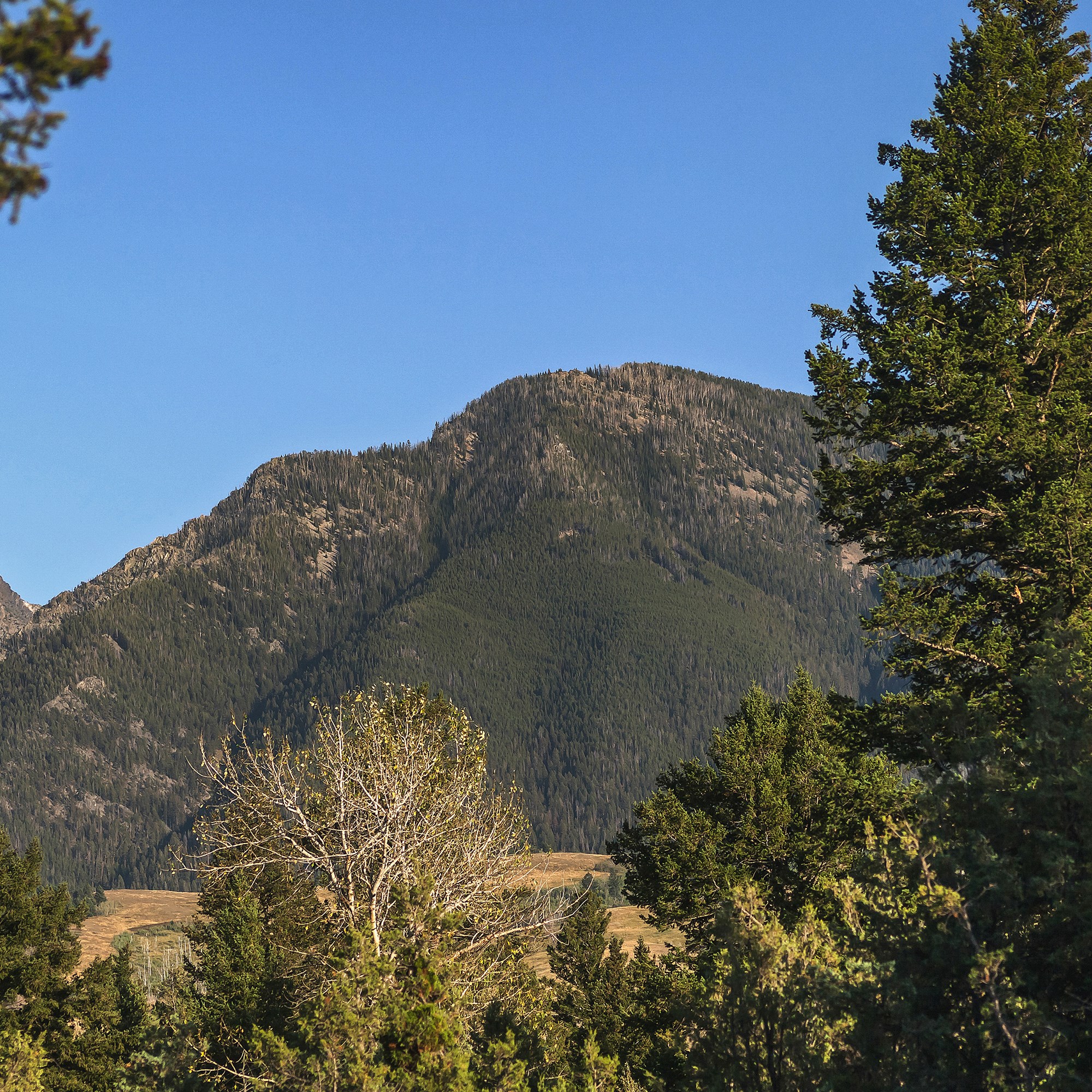 The Local Wildlife in Yellowstone National Park KOA
