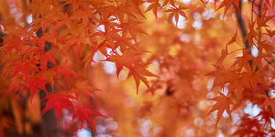 Leaf Peeping in Livingston