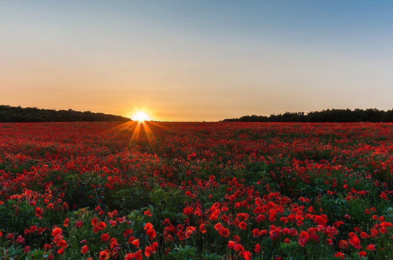 Wasco Rose Festival Event at the Lost Hills KOA Campground in California