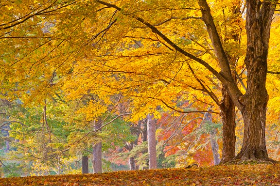 Bernheim Arboretum and Research Forest