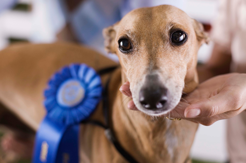 Kentuckiana Cluster All Breed Dog Show Event at the Louisville South