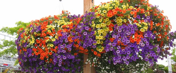 Hanging Baskets: the “Lynden Basket”