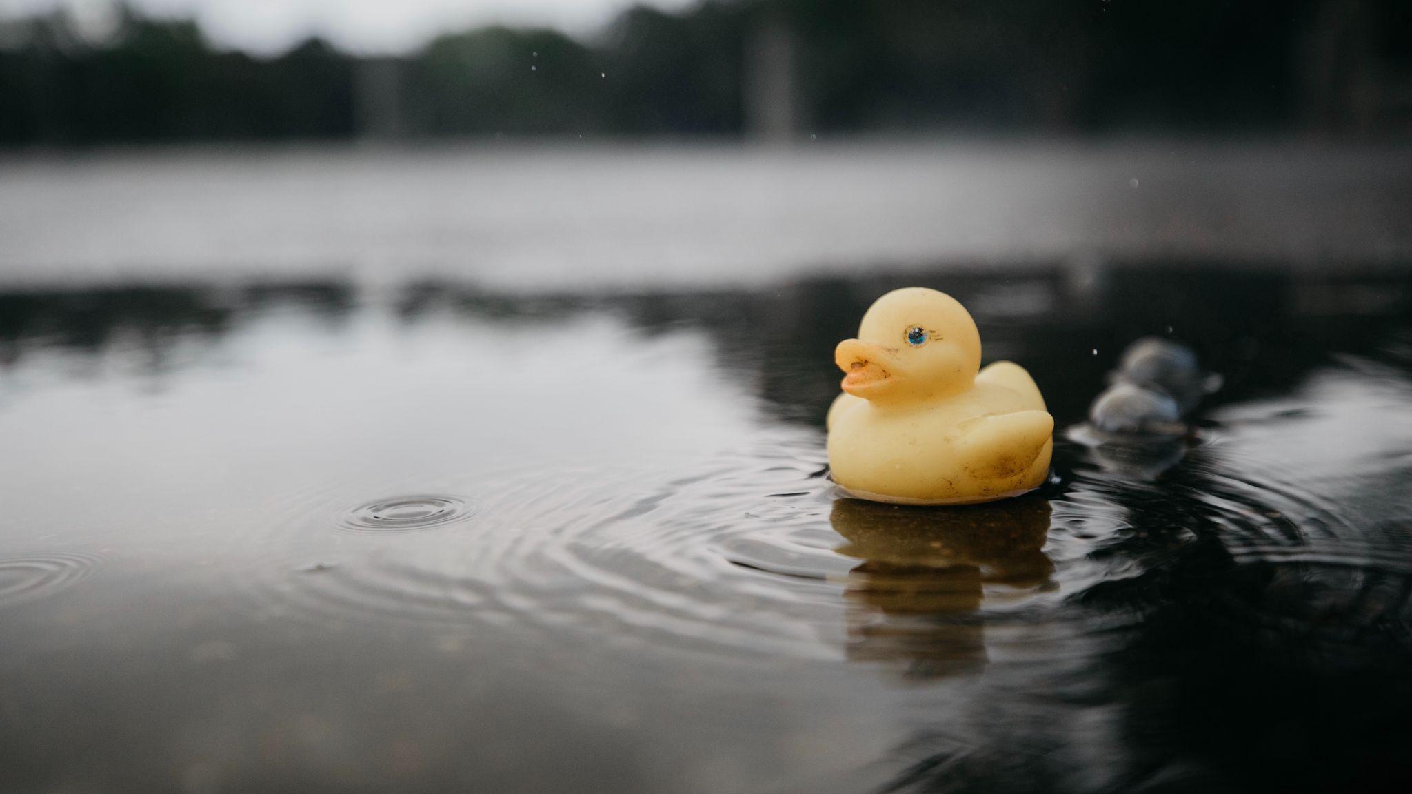 Rubber duck derby Photo