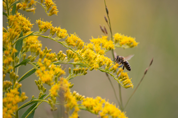 National Pollinator Weekend! Photo