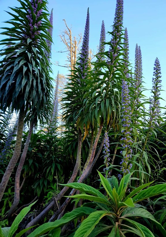 Hiking and Wiildflower Walks