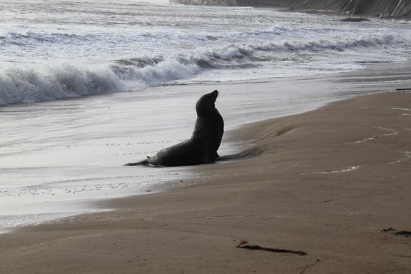 Beach walks & wild life