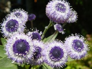 Mendocino Coast Botanical Gardens