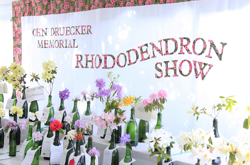 45th annual John Druecker Memorial Rhododendron Show Photo