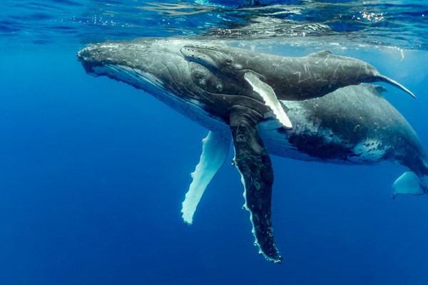 Mendocino County Whale Festivals Photo