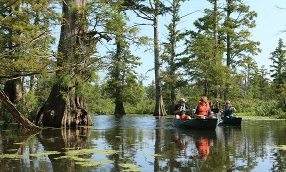 Cache River Wetlands