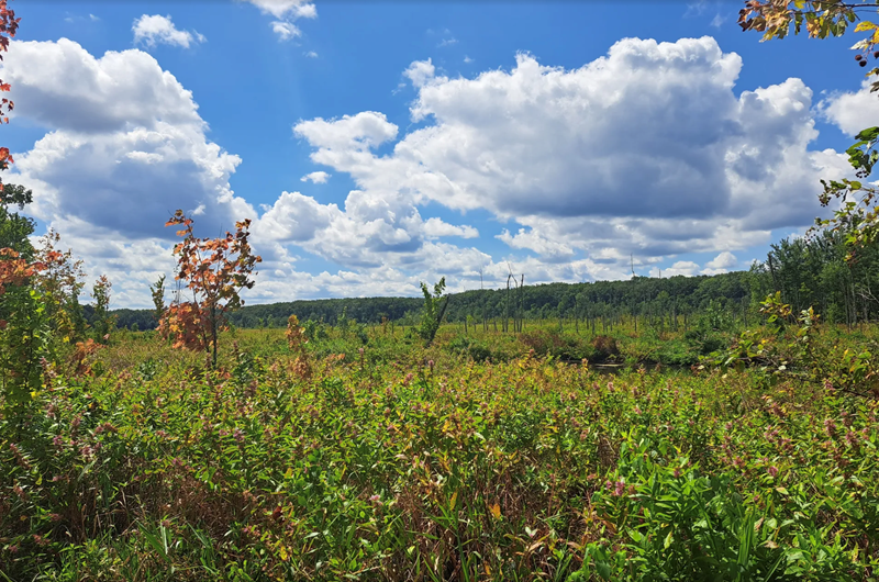 Guided Hike through Snake Road Trail Photo