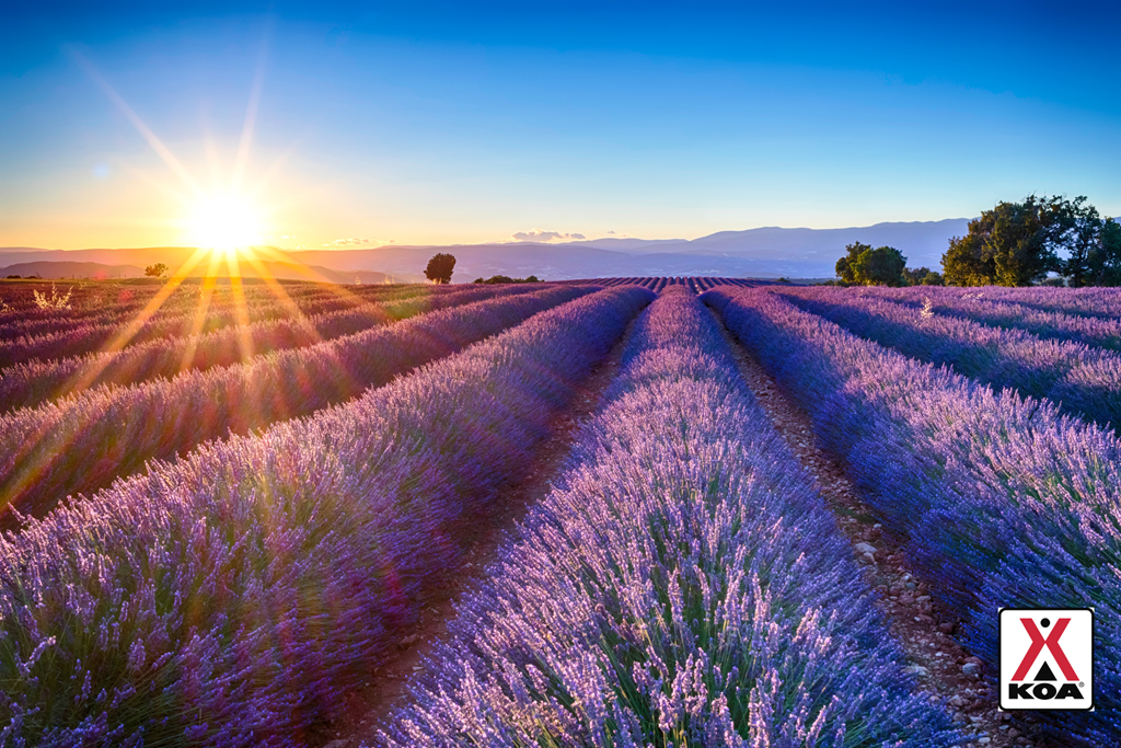 Summer Activities and Festivities in the Rogue Valley