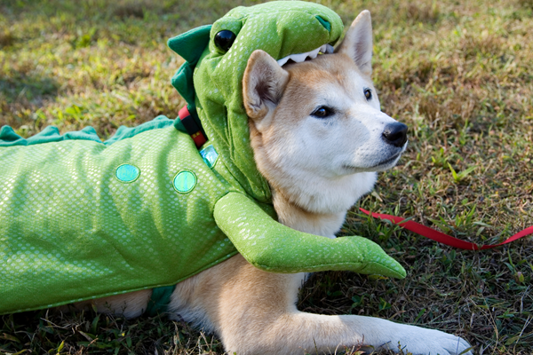 Dog Costume Parade Photo