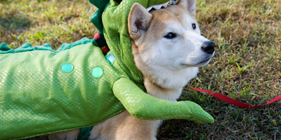 Dog Costume Parade