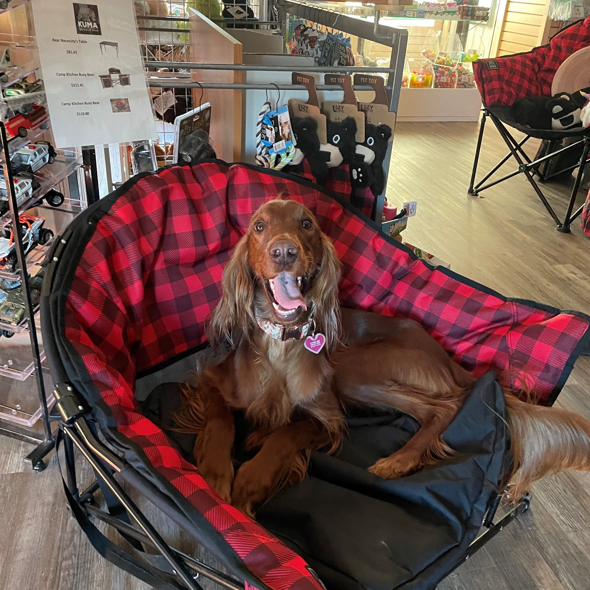 Pet Weekend Photo