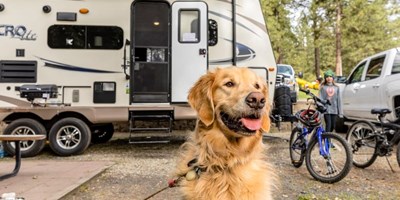 5 Common Pet Problems While Camping