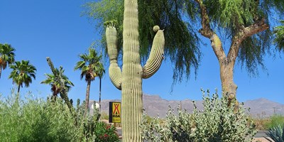 The Mighty Saguaro