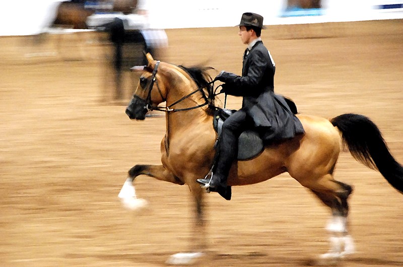 Scottsdale Arabian Horse Show Photo