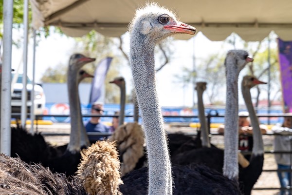 Annual Ostrich Festival Photo