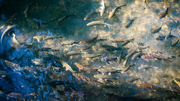 Milford Nature Center and Fish Hatchery