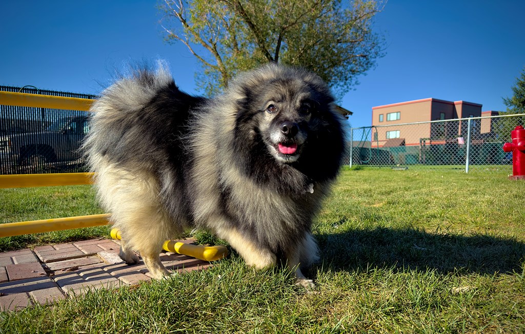 Pet Policy for Missoula KOA