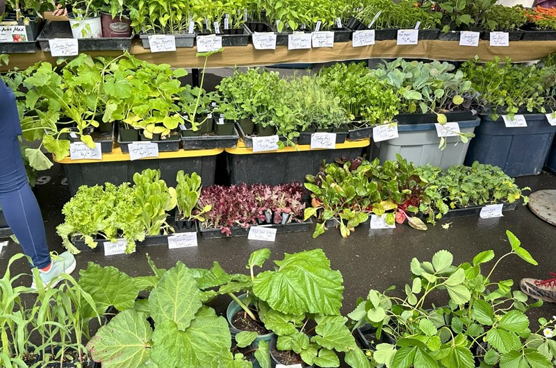 Tuesday Evening Farmers' Market  June - September Photo