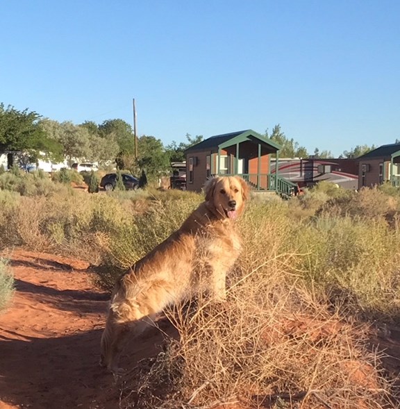 Take the Dog for a Scenic Walk