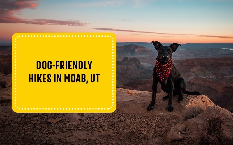 Dog-Friendly Hikes in Moab, UT