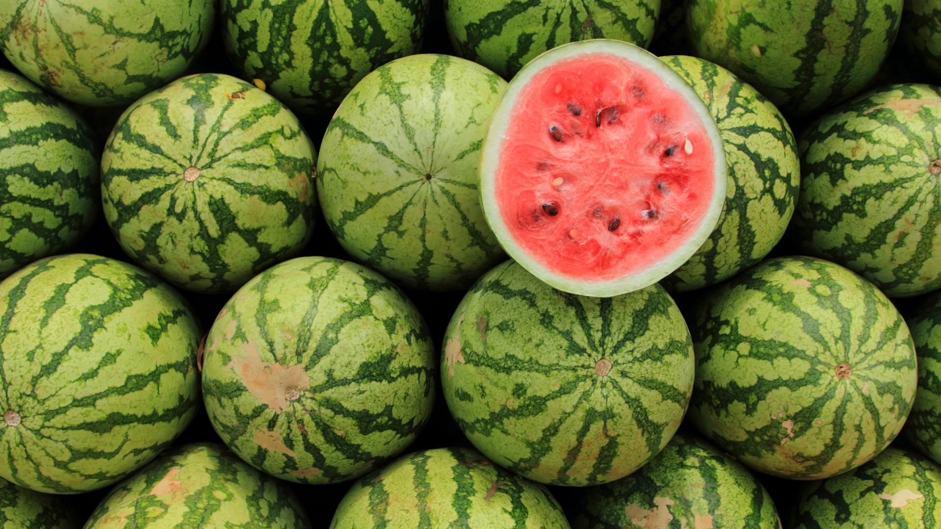 Melon Days Photo