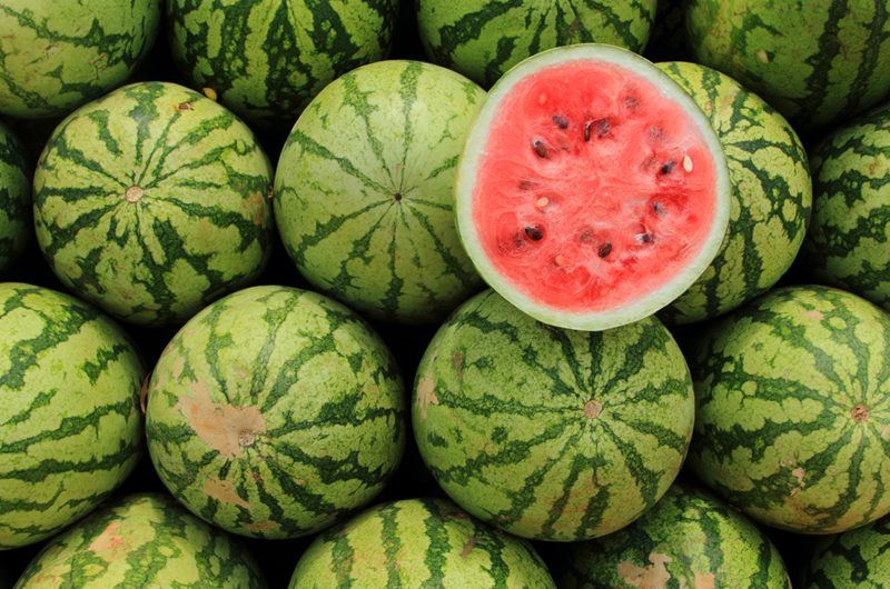 Melon Days Photo