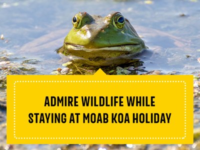 A frog sitting in the water with text "admire wildlife while staying at Moab KOA Holiday"