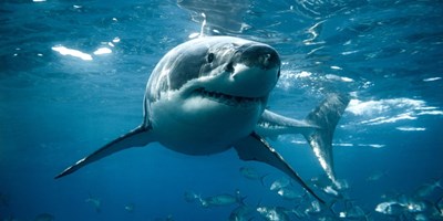 SHARK WEEK WEEKEND