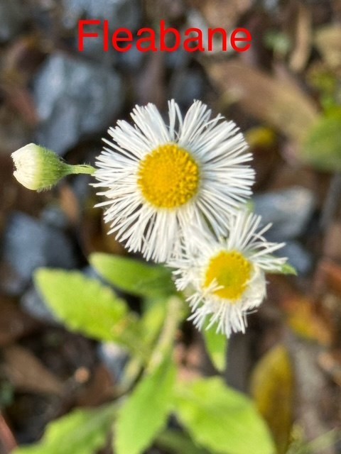 Wildflowers