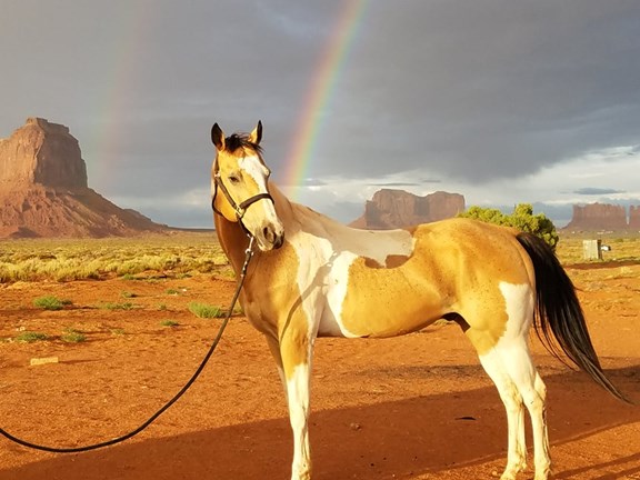 On Site horseback tours