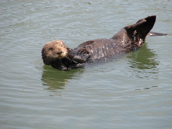 Ride the Tide in Elkhorn Slough ~ Standup Paddling