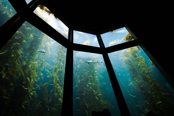 Monterey Bay Aquarium