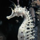 Monterey Bay Aquarium